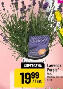 Lawenda Purple