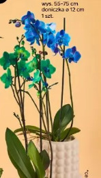 Storczyk 2-pędowy niebieski