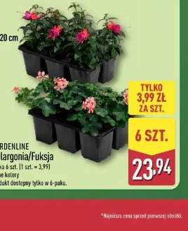 Gardenline Pelargonia/Fuksja