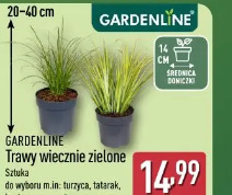 Gardenline Trawy wiecznie zielone