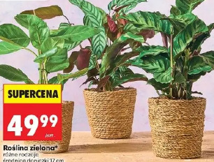 Roślina zielona różne rodzaje