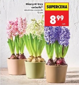 Hiacynt trzy cebulki