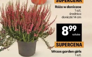 Wrzos garden girls