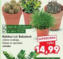 Kaktus lub Sukulent