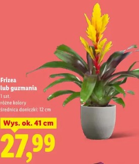 Frizea lub guzmania