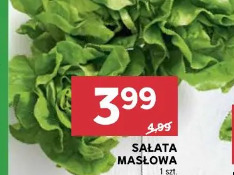Sałata masłowa