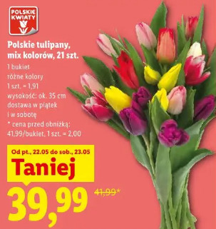 Polskie tulipany, mix kolorów