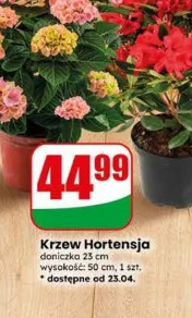 Krzew Hortensja