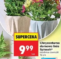 Chryzantema domowa linia Splash