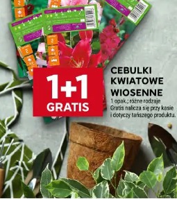 Cebulki kwiatowe wiosenne