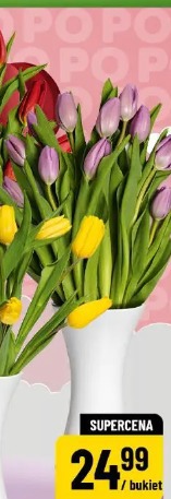 Tulipany