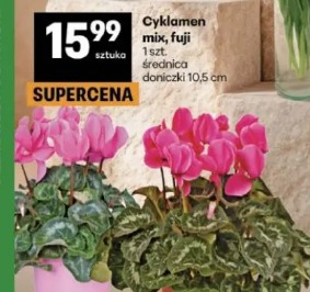 Cyklamen mix, fuji