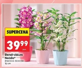 Dendrobium Nobile