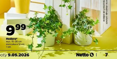 Hedera