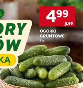 Ogórki gruntowe 