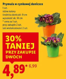 Prymula w cynkowej doniczce