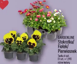 Gardenline Stokrotka/Fiotek/Pierwiosnek