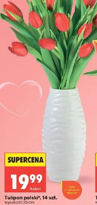 Tulipan polski
