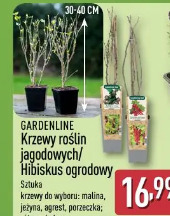 Gardenline Krzewy roślin jagodowych/Hibiskus ogrodowy