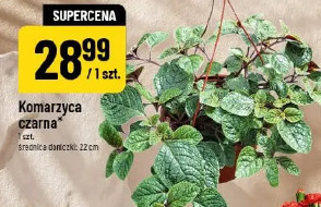 Komarzyca czarna