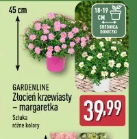 Gardenline Złocień krzewiasty – margaretka