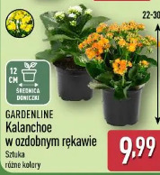 Gardenline Kalanchoe w ozdobnym rękawie