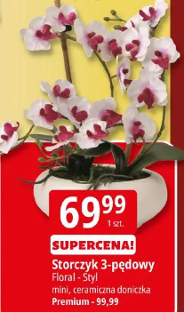 Storczyk 3-pędowy Floral - Styl