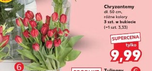 Chryzantemy