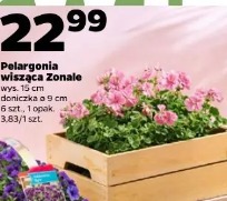 Pelargonia wisząca Zonale
