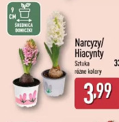Narcyzy/Hiacynty