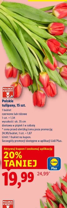 Polskie tulipany, 15 szt.