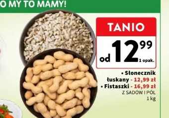 Słonecznik łuskany Z Sadów I Pól