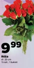 Róża