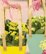 Kalanchoe w ozdobnej torebce