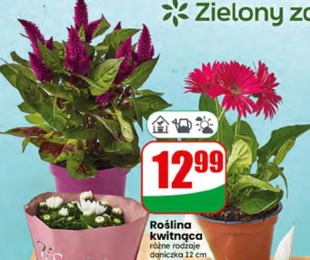 Roślina kwitnąca