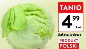 Sałata lodowa