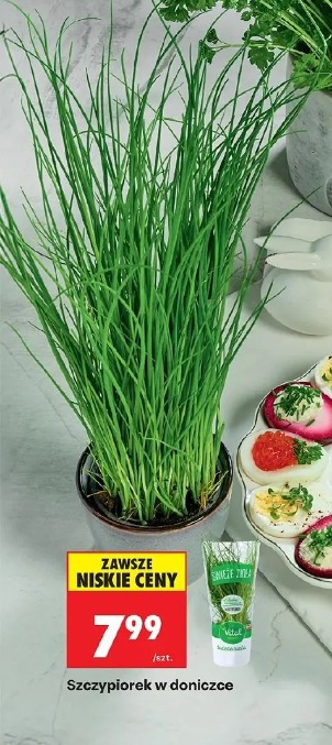 Szczypiorek w doniczce