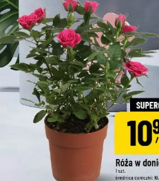 Róża w doniczce