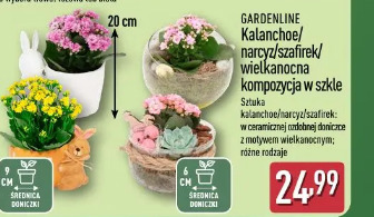 GARDENLINE Kalanchoe/narcyz/szafirek/wielkanocna kompozycja w szkle