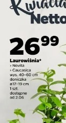 Laurowiśnia Novita Caucasica