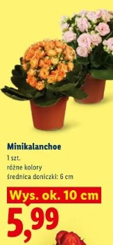 Minikalanchoe