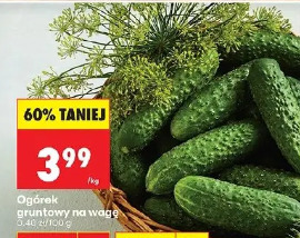 Ogórek gruntowy