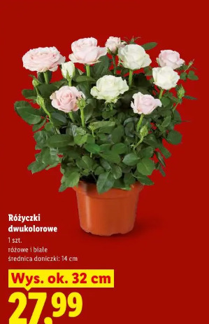 Różyczki dwukolorowe