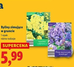 Byliny zimujące w gruncie