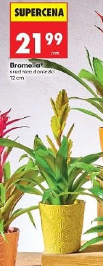 Bromelia