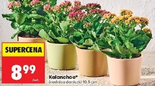 Kalanchoe