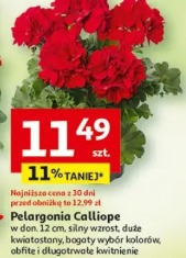 Pelargonia Calliope