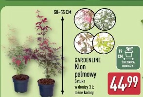 Gardenline Klon palmowy