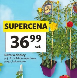 Róża w donicy