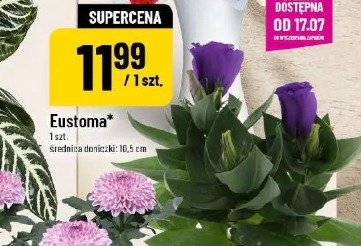 Eustoma